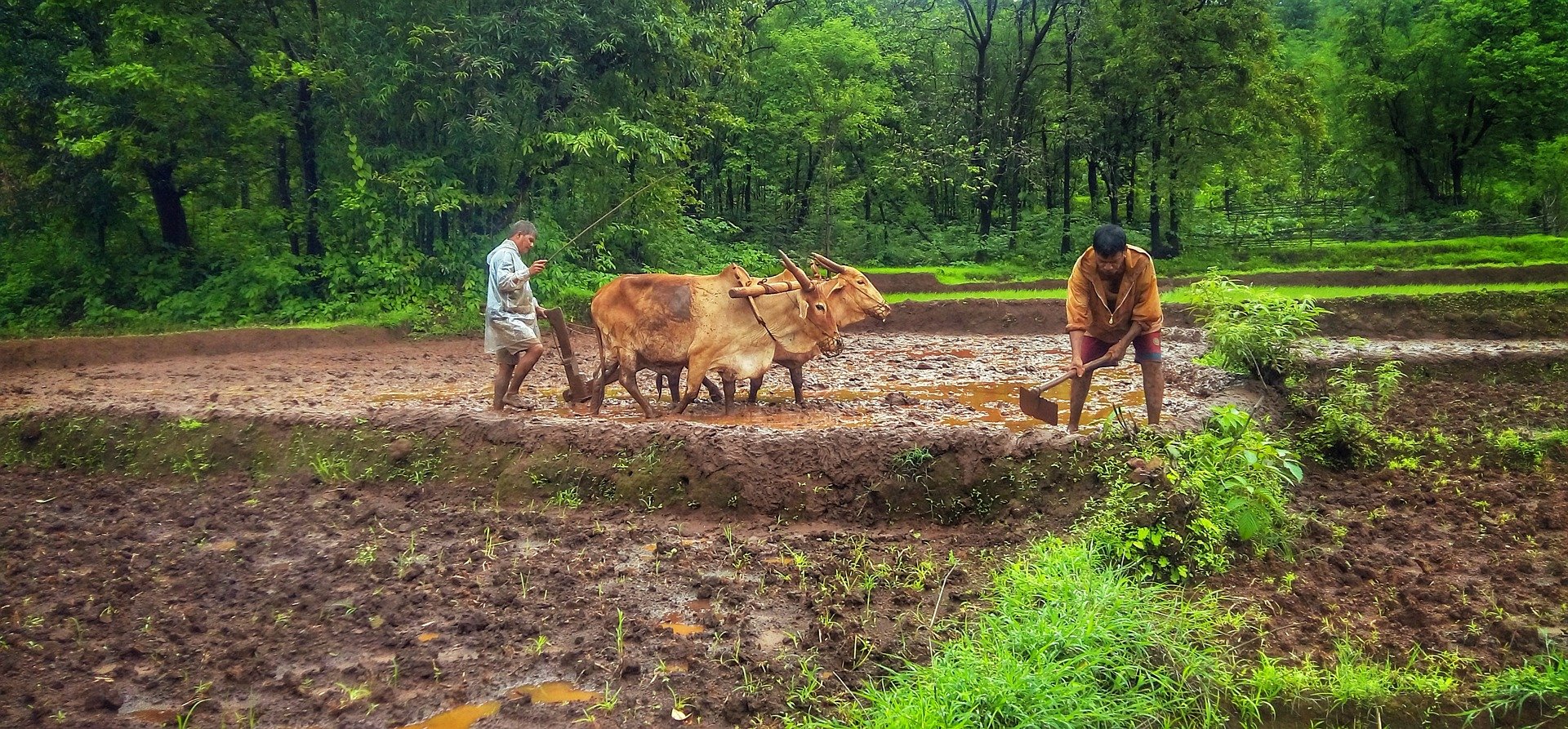 Rural Life in Danger